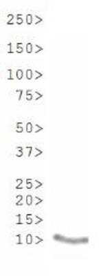 Western Blot: Histone H3 [ac Lys9, ac Lys14] AntibodyBSA Free [NB21-1081]